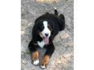 Bernese Mountain Dog Puppy for sale in Bamberg, SC, USA