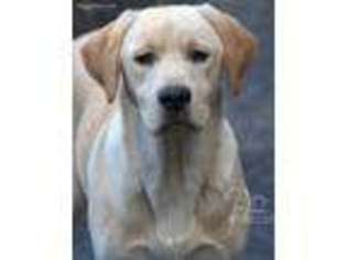 Labrador Retriever Puppy for sale in Kelso, WA, USA