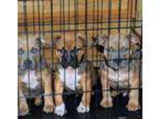 Mutt Puppy for sale in Louisville, OH, USA
