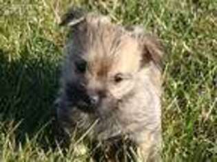 Cairn Terrier Puppy for sale in Union Bridge, MD, USA