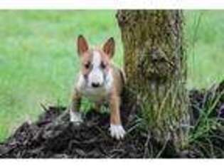 Bull Terrier Puppy for sale in Mount Vernon, MO, USA