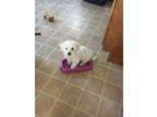 Bichon Frise Puppy for sale in Greeley, CO, USA