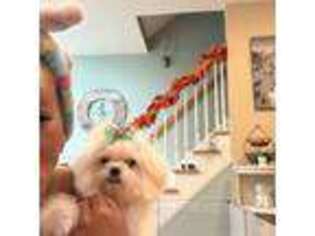 Maltese Puppy for sale in Montvale, NJ, USA