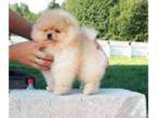 Pomeranian Puppy for sale in EL MONTE, CA, USA