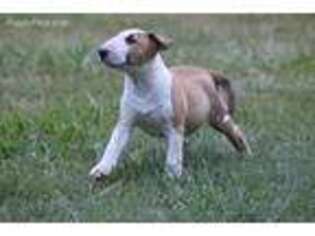 Bull Terrier Puppy for sale in Aroda, VA, USA
