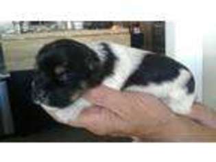 Biewer Terrier Puppy for sale in Lake Placid, FL, USA
