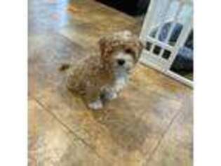 Mutt Puppy for sale in Cypress, CA, USA
