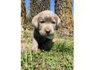 Labrador Retriever Puppy for sale in Russellville, MO, USA