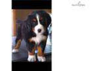Bernese Mountain Dog Puppy for sale in Twin Falls, ID, USA