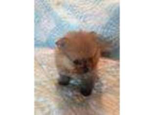 Pomeranian Puppy for sale in Twin City, GA, USA
