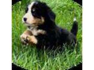 Bernese Mountain Dog Puppy for sale in Soldiers Grove, WI, USA