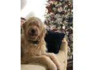 Goldendoodle Puppy for sale in Fort Mill, SC, USA