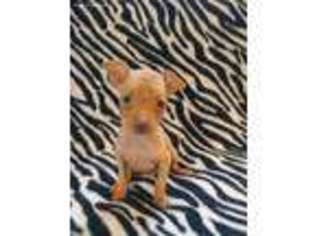 Miniature Pinscher Puppy for sale in Taylor, MI, USA