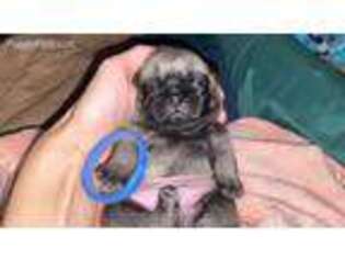 Pug Puppy for sale in Palm Bay, FL, USA
