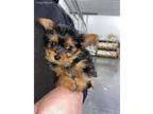 Yorkshire Terrier Puppy for sale in New Paris, IN, USA