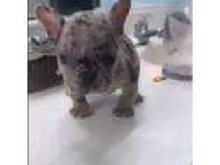 French Bulldog Puppy for sale in Turlock, CA, USA