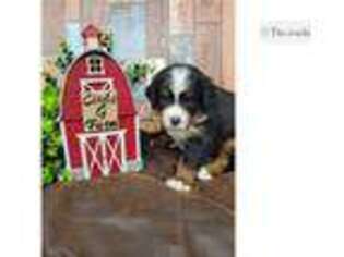 Bernese Mountain Dog Puppy for sale in Oklahoma City, OK, USA