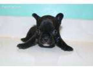 French Bulldog Puppy for sale in Tupelo, MS, USA