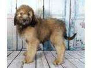 Mutt Puppy for sale in Evington, VA, USA