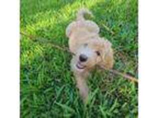 Goldendoodle Puppy for sale in Palm Bay, FL, USA