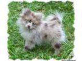 Pomeranian Puppy for sale in ATWATER, OH, USA