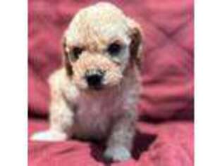 Mutt Puppy for sale in Broomfield, CO, USA