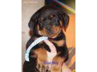 Rottweiler Puppy for sale in Evergreen Park, IL, USA