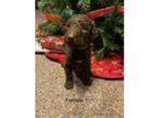 Goldendoodle Puppy for sale in Lena, WI, USA