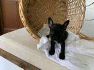 French Bulldog Puppy for sale in Natchez, MS, USA