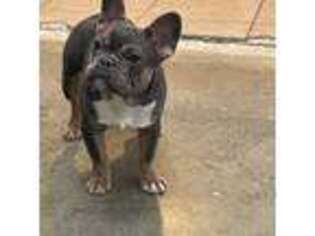 French Bulldog Puppy for sale in Tieton, WA, USA