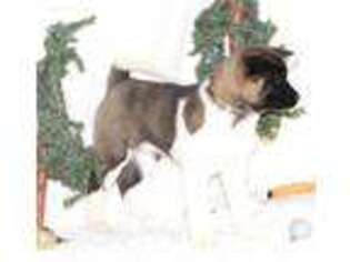 Akita Puppy for sale in Apple Creek, OH, USA