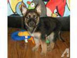 Mutt Puppy for sale in ALIQUIPPA, PA, USA