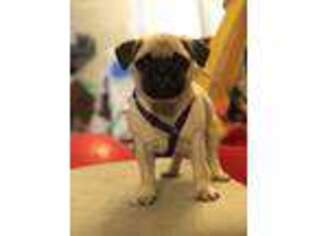 Pug Puppy for sale in Fountain, CO, USA
