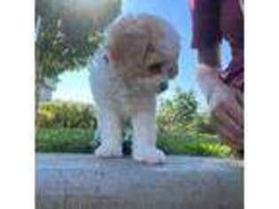 Cavachon Puppy for sale in Aloha, OR, USA