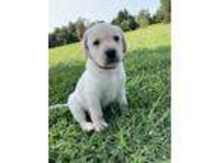 Labrador Retriever Puppy for sale in Rickman, TN, USA