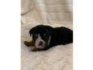 Bulldog Puppy for sale in Laurel, MS, USA
