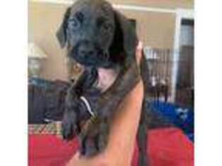 Doberman Pinscher Puppy for sale in Ripon, CA, USA