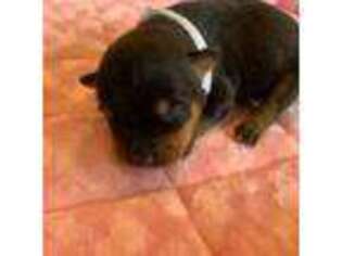 Rottweiler Puppy for sale in Palm Beach, FL, USA