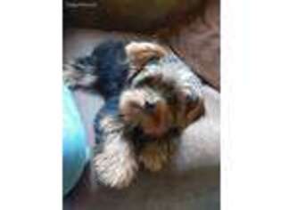 Yorkshire Terrier Puppy for sale in Russell, PA, USA