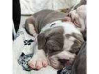 Olde English Bulldogge Puppy for sale in New Bedford, MA, USA