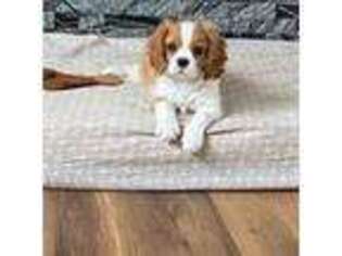Cavalier King Charles Spaniel Puppy for sale in Clarkston, UT, USA