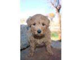 Goldendoodle Puppy for sale in Montrose, CO, USA