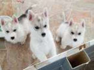 Siberian Husky Puppy for sale in Longview, TX, USA