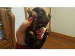 Welsh Terrier Puppy for sale in Broken Arrow, OK, USA
