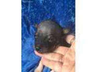 American Hairless Terrier Puppy for sale in Cuyahoga Falls, OH, USA