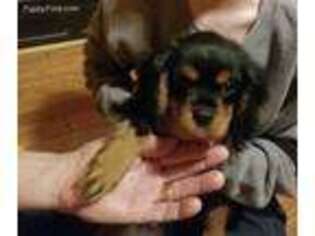 Cavalier King Charles Spaniel Puppy for sale in Heflin, AL, USA
