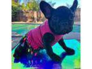 French Bulldog Puppy for sale in Antioch, CA, USA