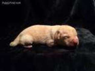 Labrador Retriever Puppy for sale in Viroqua, WI, USA