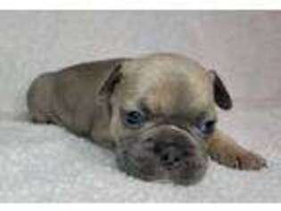 French Bulldog Puppy for sale in Utica, MI, USA
