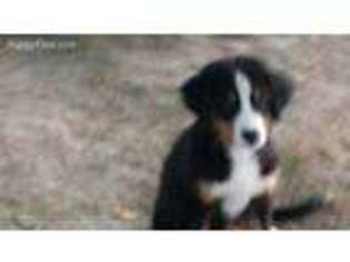 Bernese Mountain Dog Puppy for sale in Coatesville, IN, USA
